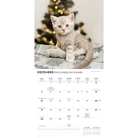 Kittens Cute Wall 2025 Calendar