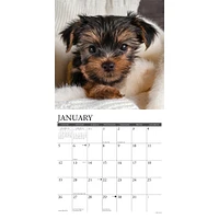 Just Yorkie Puppies Wall 2025 Calendar