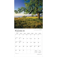 Majesty Of Trees 2026 Wall Calendar - Online Exclusive