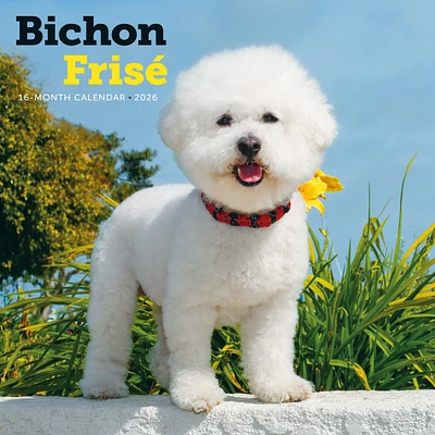 Bichon Frise 2026 Wall Calendar