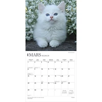 Chatons 2026 Wall Calendar (French)