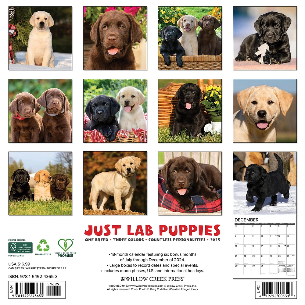 Just Lab Puppies Wall 2025 Calendar