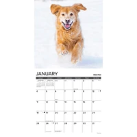 Goldens 12 Uses For 2026 Wall Calendar - Online Exclusive