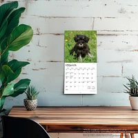 Schnauzer Puppies 2026 Mini Calendar
