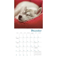 Pooped Puppies Mini 2025 Calendar