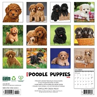 Just Poodle Puppies 2026 Wall Calendar - Online Exclusive