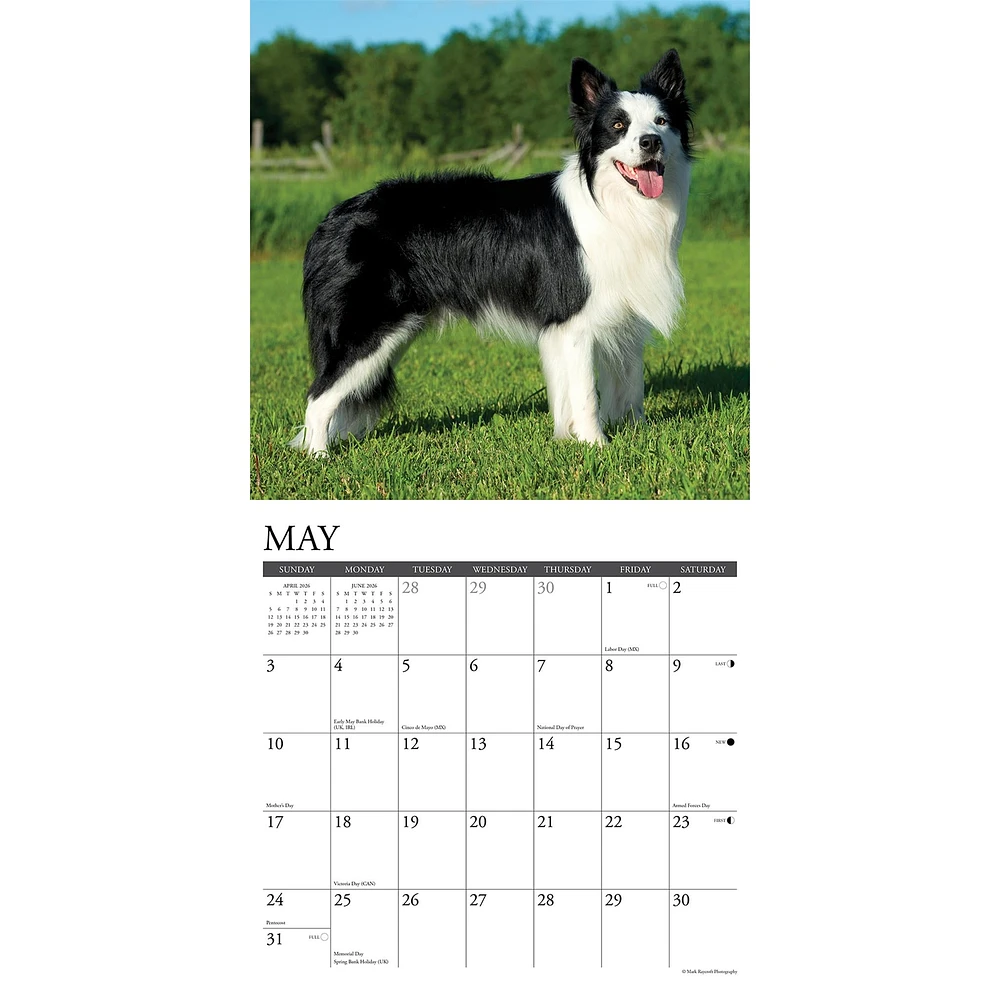 Just Border Collies 2026 Wall Calendar