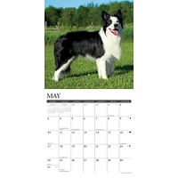 Just Border Collies 2026 Wall Calendar