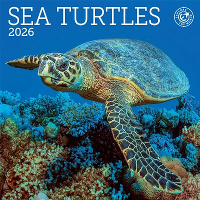 Sea Turtles 2026 MiniCalendar