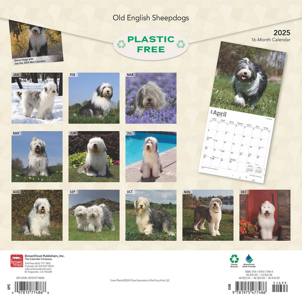 Old English Sheepdogs Wall 2025 Calendar