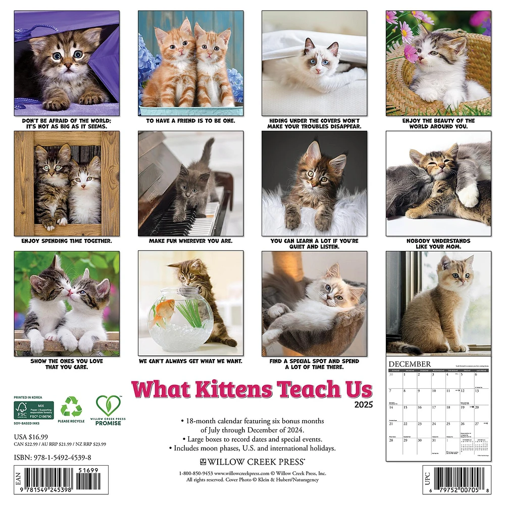 What Kittens Teach Us Wall 2025 Calendar