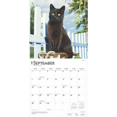 Black Cats Wall 2025 Calendar