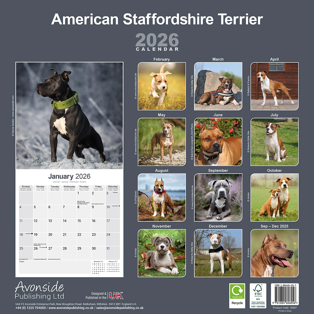 American Staffordshire Terrier 2026 Wall Calendar - Online Exclusive