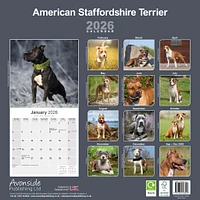 American Staffordshire Terrier 2026 Wall Calendar - Online Exclusive