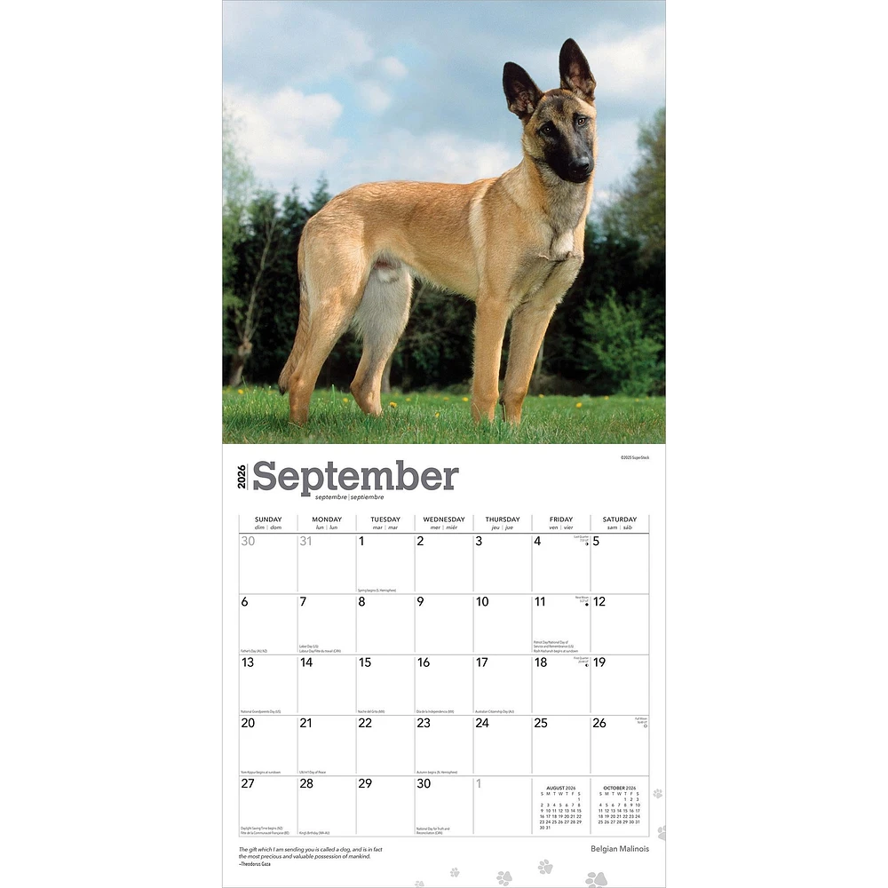 Belgian Malinois 2026 Wall Calendar - Online Exclusive