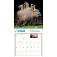 Capybara 2026 Wall Calendar