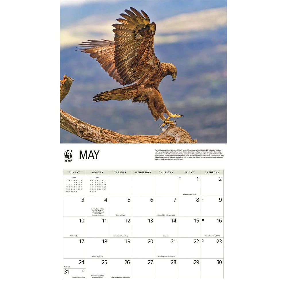 World Wildlife Fund Eagles 2026 Wall Calendar