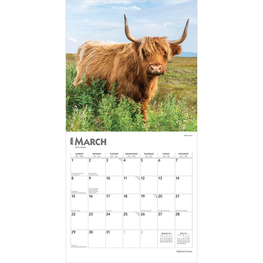 Highland Cows 2026 Wall Calendar