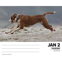 Just Boxers Box 2025 Calendar - Online Exclusive