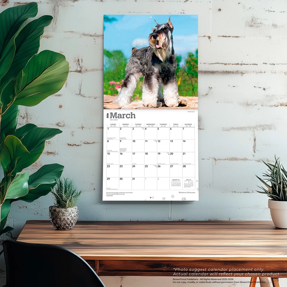 Miniature Schnauzers 2026 Wall Calendar