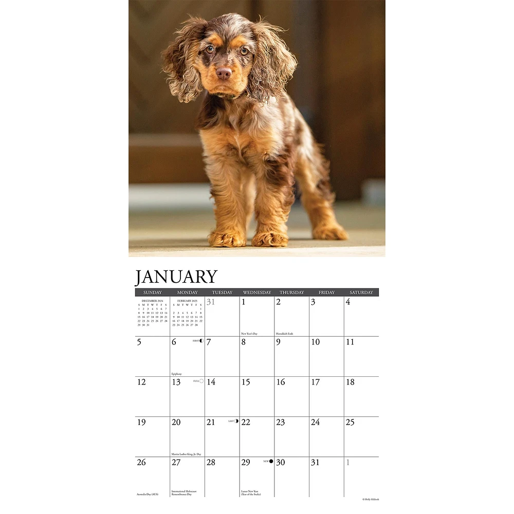 Just Cocker Spaniels Wall 2025 Calendar