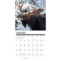 Moose 2026 Wall Calendar - Online Exclusive