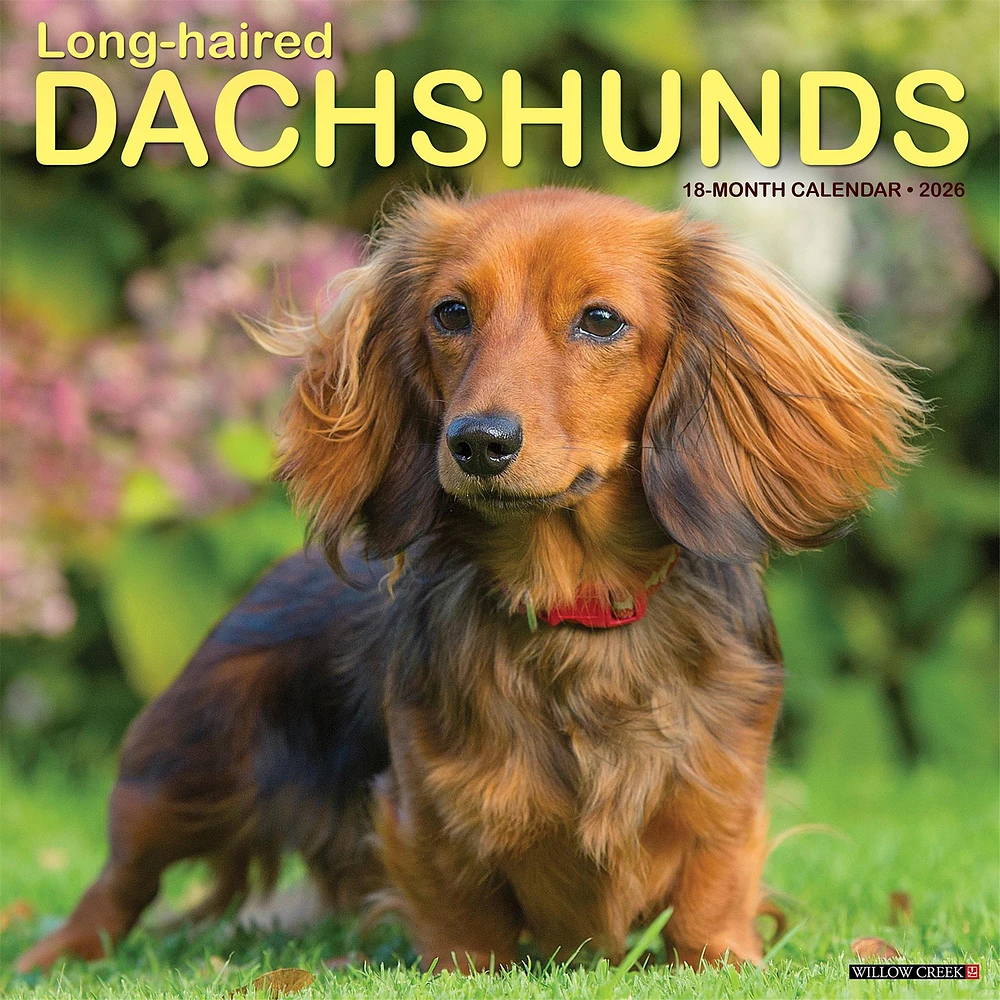 Dachshunds Longhaired 2026 Wall Calendar - Online Exclusive