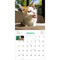 Cats On Catnip 2026 Wall Calendar