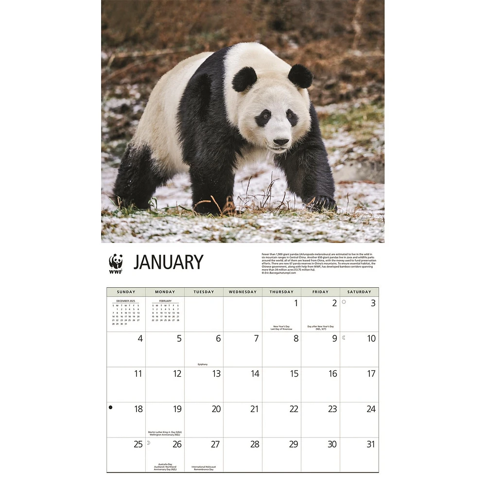 World Wildlife Fund Giant Pandas  2026 Wall Calendar