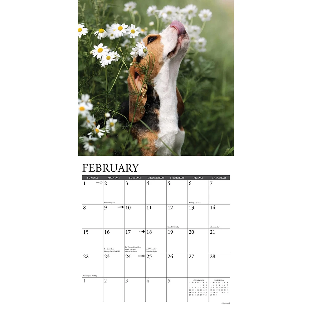 Just Beagle Puppies 2026 Wall Calendar