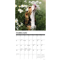 Just Beagle Puppies 2026 Wall Calendar