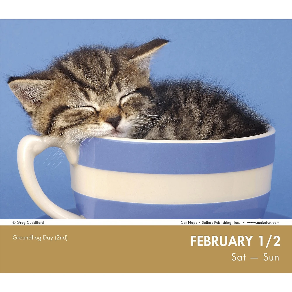 Cat Naps Box 2025 Calendar