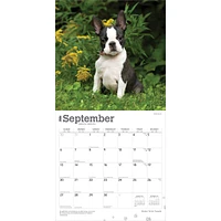 Boston Terrier Puppies 2026 Wall Calendar - Online Exclusive