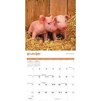 Mini Pigs Wall 2025 Calendar