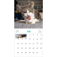 Cats On Catnip 2026 Wall Calendar