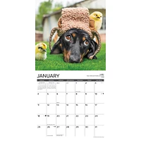 Dachshund Rules 2026 Wall Calendar