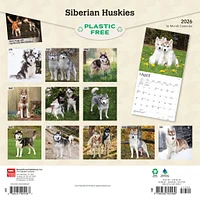 Siberian Huskies 2026 Wall Calendar