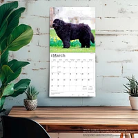 Newfoundlands 2026 Wall Calendar