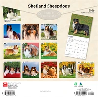 Shetland Sheepdogs 2026 Wall Calendar - Online Exclusive