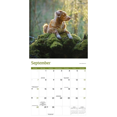 Nova Scotia Duck Tolling Retriever Wall 2025 Calendar