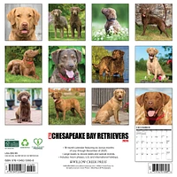 Just Chesapeake Bay Retrievers 2026 Wall Calendar