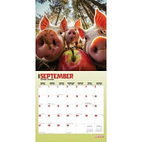 Pigsty 2026 Wall Calendar - Online Exclusive