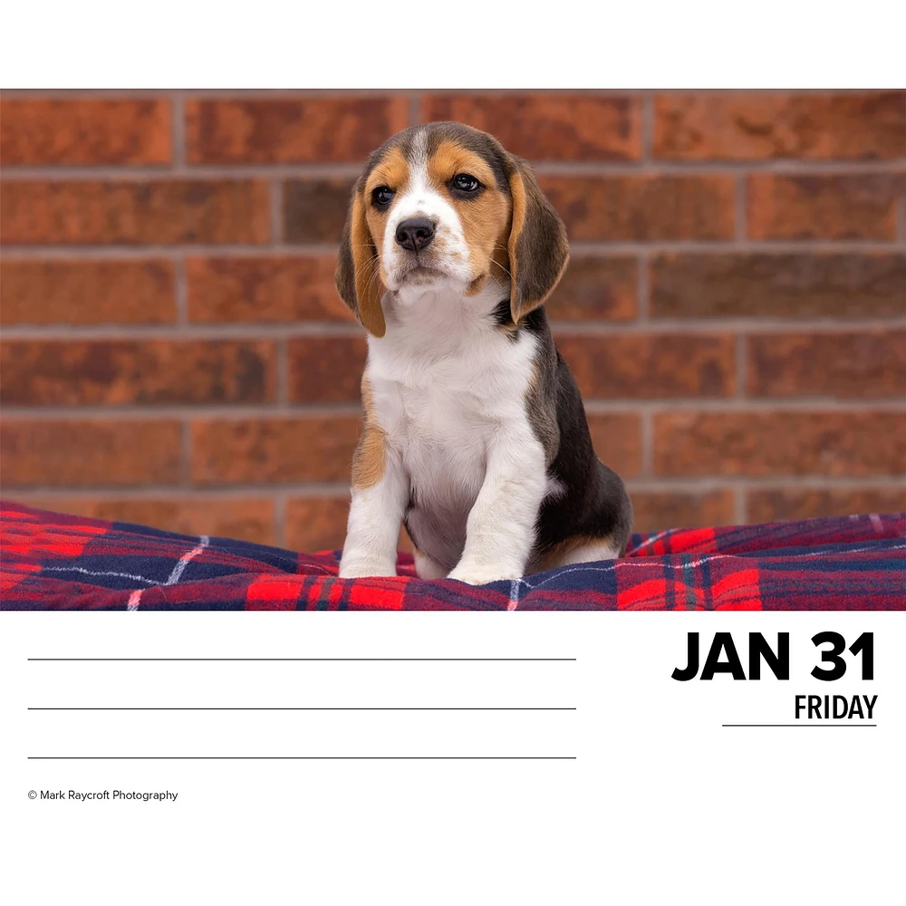 Just Beagles Box 2025 Calendar - Online Exclusive