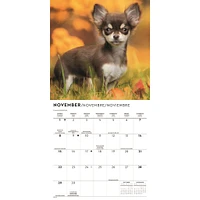 Chihuahua Puppies 2026 Mini Calendar