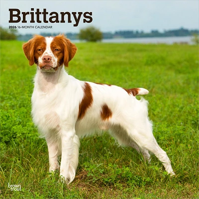 Brittanys 2026 Wall Calendar - Online Exclusive