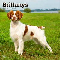 Brittanys 2026 Wall Calendar - Online Exclusive