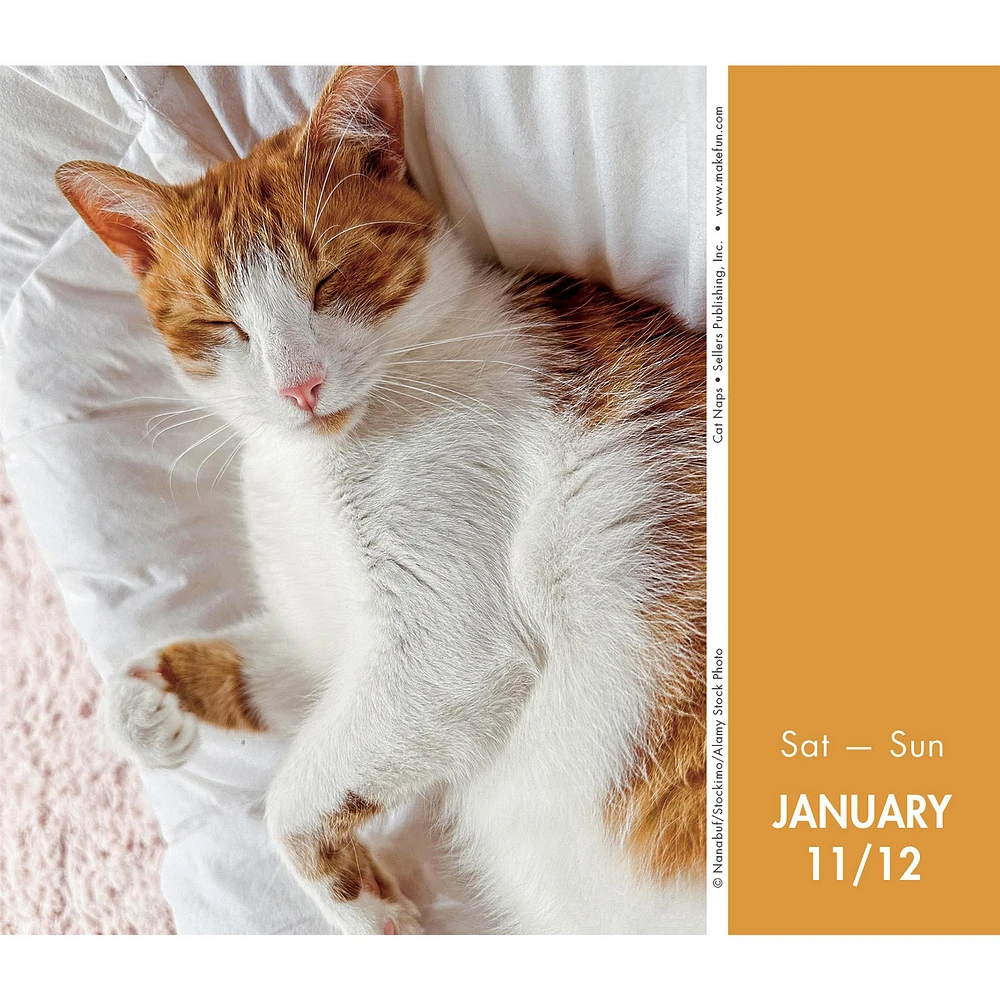 Cat Naps Box 2025 Calendar