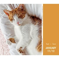 Cat Naps Box 2025 Calendar