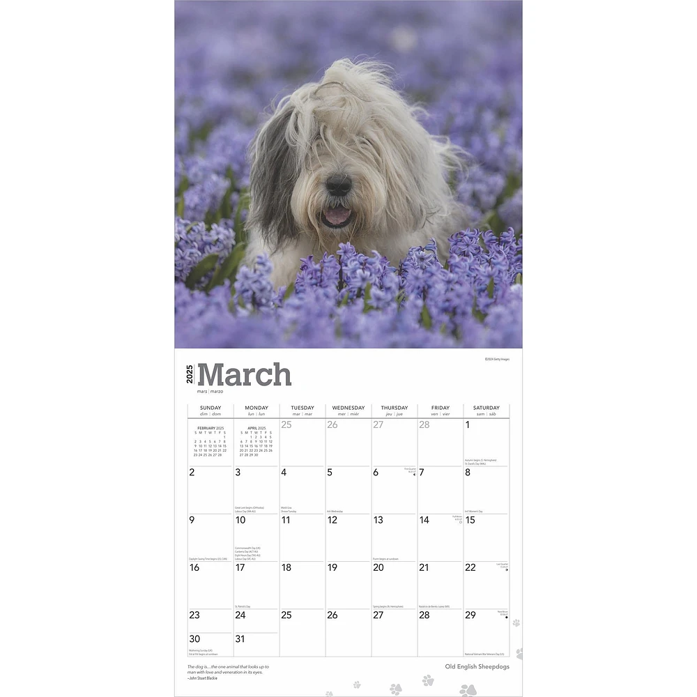 Old English Sheepdogs Wall 2025 Calendar