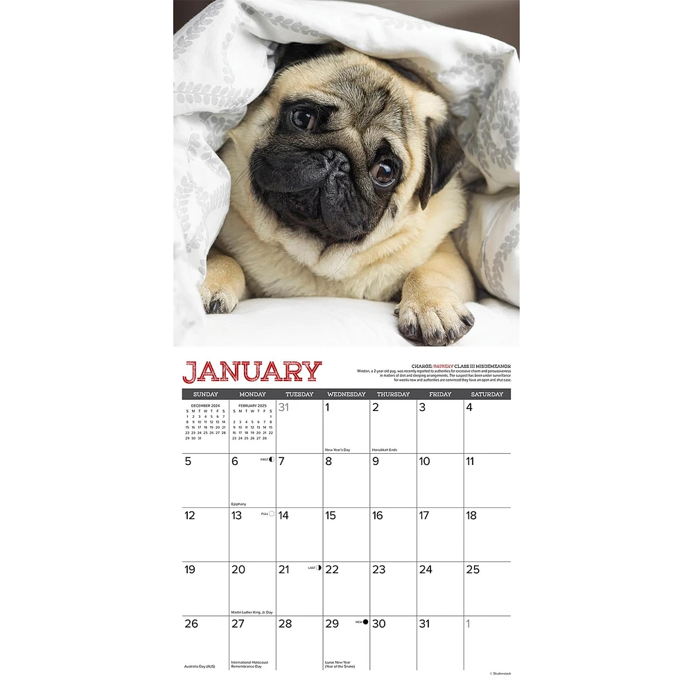 Pug Mugs Wall 2025 Calendar